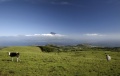 Faial: campos de pastoreio com o Pico ao fundo.